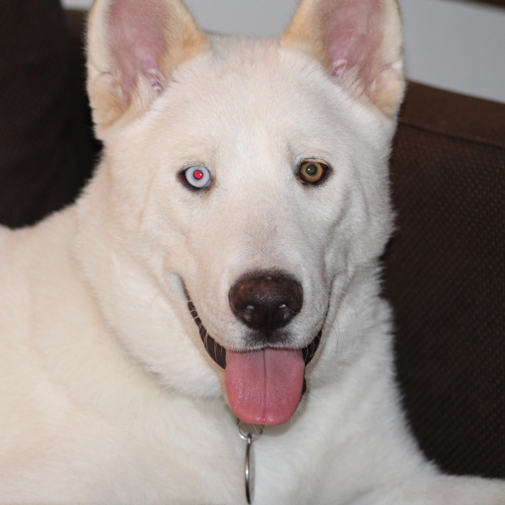 Meet your Posher, Pedro